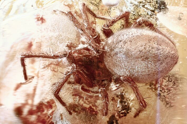 Detailed Fossil Spider (Araneae) In Baltic Amber #362667